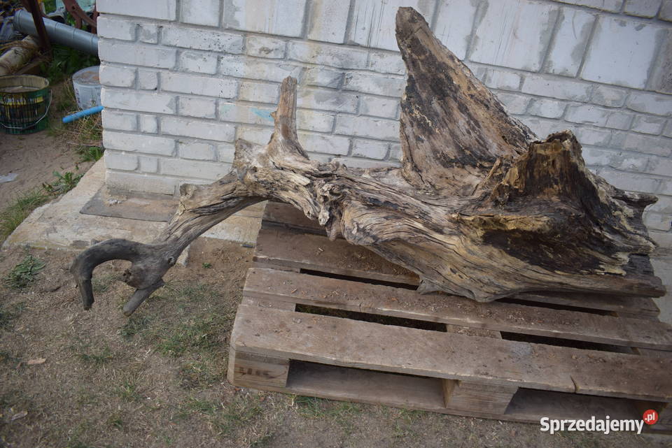 Niepowtarzalny korzeń ozdobny do ogrodu świętokrzyskie Połaniec