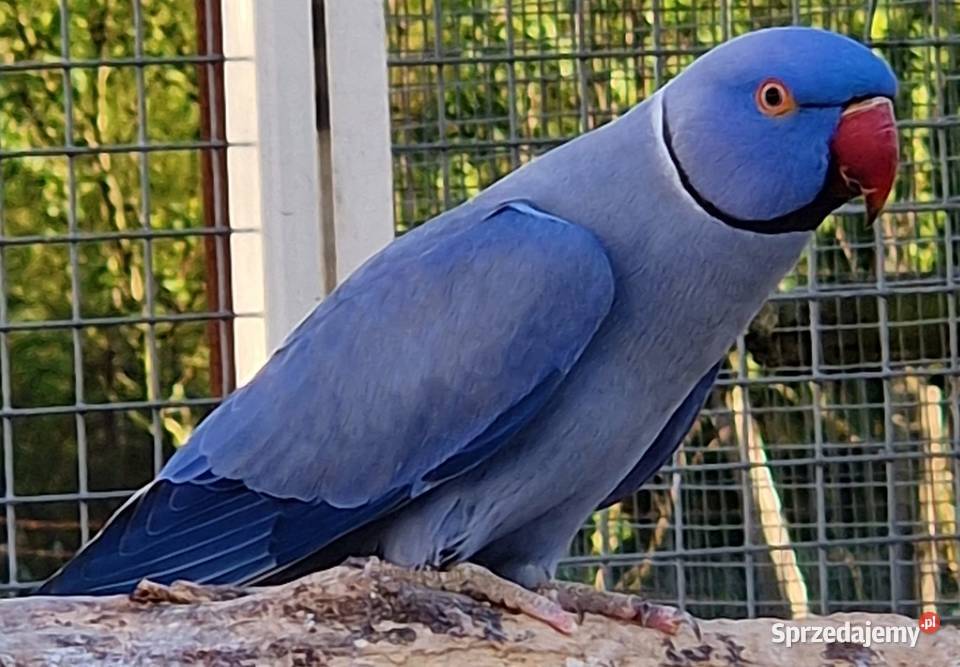 Aleksandretta obrożna łatwo się oswaja i można