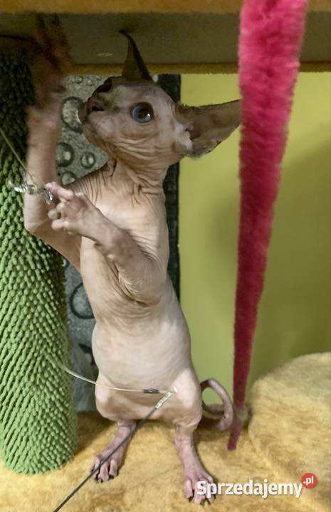 Sfinks Kanadyjski Do odbioru dziewczynka Leszno