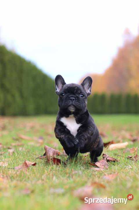 Buldog francuski fci ZKwP Świerklany