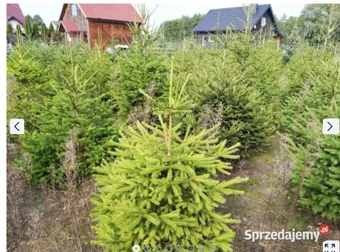 Sprzedam Choinki Świerk Zwykły Srebrny Śrem sprzedam
