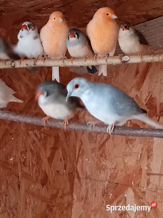 Sprzedam gołąbki diamentowe Mechlin