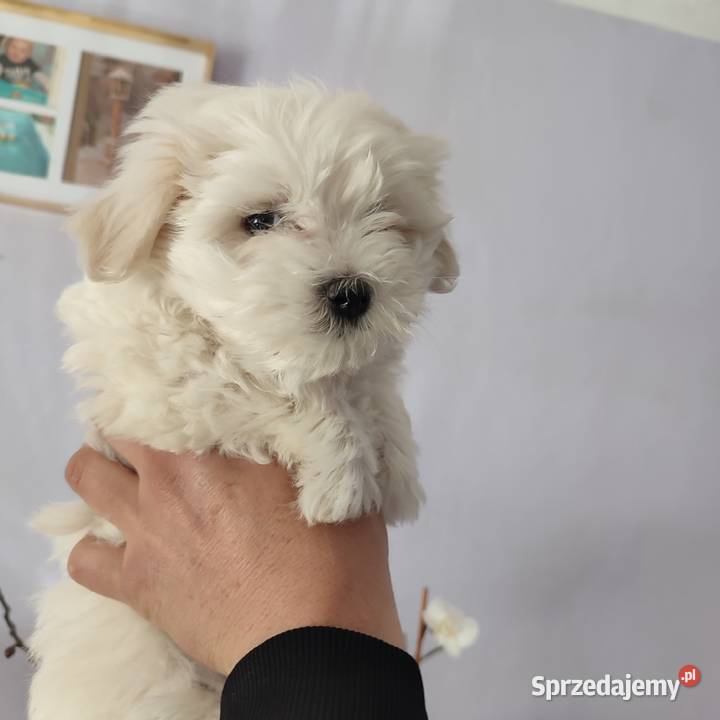 Maltańczyk Maltańczyki śliczny piesek Rzeszów sprzedam