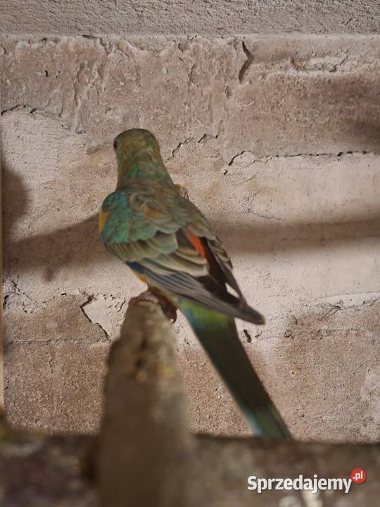 Papugi i inne Wąbrzeźno