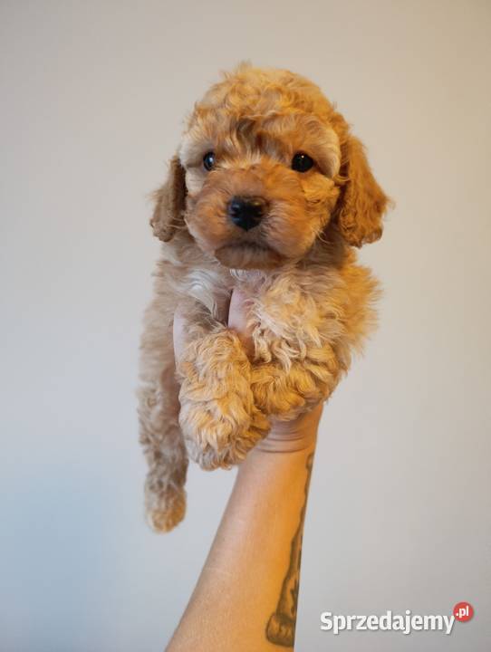 Maltipoo szczeniaki Krapkowice