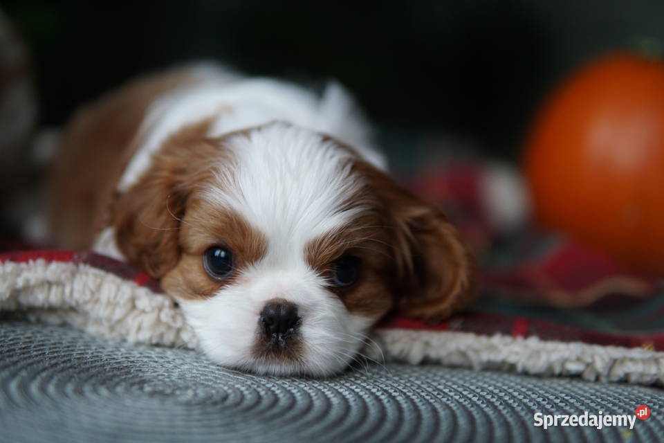 Szczenięta Cavalier King Charles Spaniel