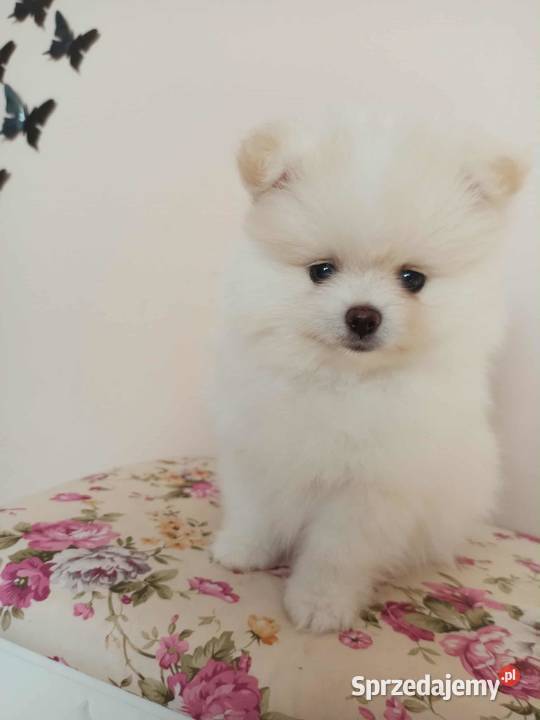 Szpic miniaturowy pomeranian Bydgoszcz