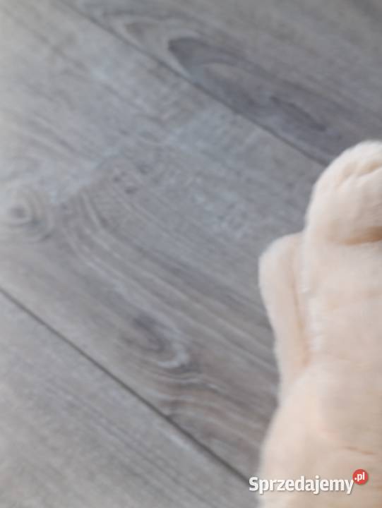 miś pluszak sprzedam sprzedam