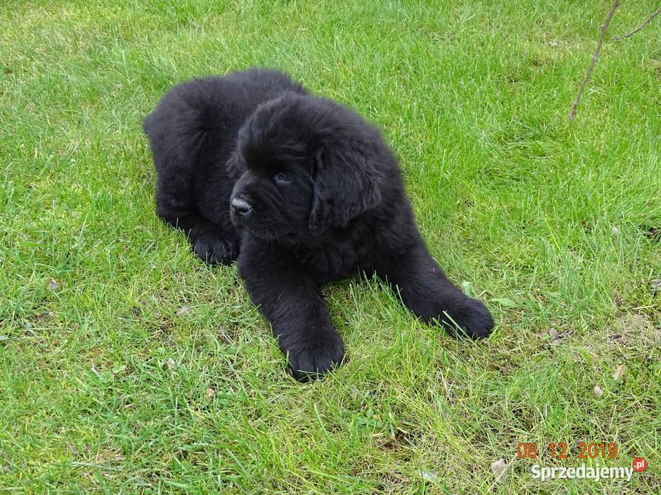 Nowofundland GOTOWE DO ODBIORU Grabowno