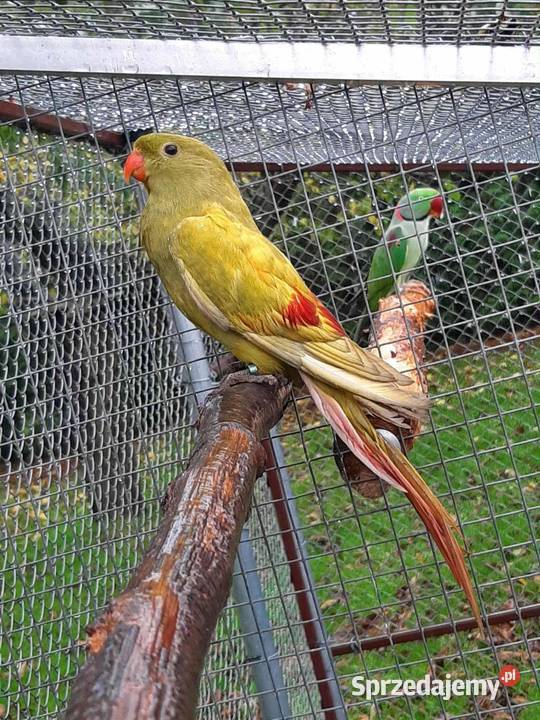 Papugi górskie berg żółty pastel Ptaki