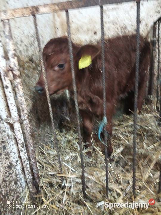 Sprzedam byczka mięsnego Pniewo