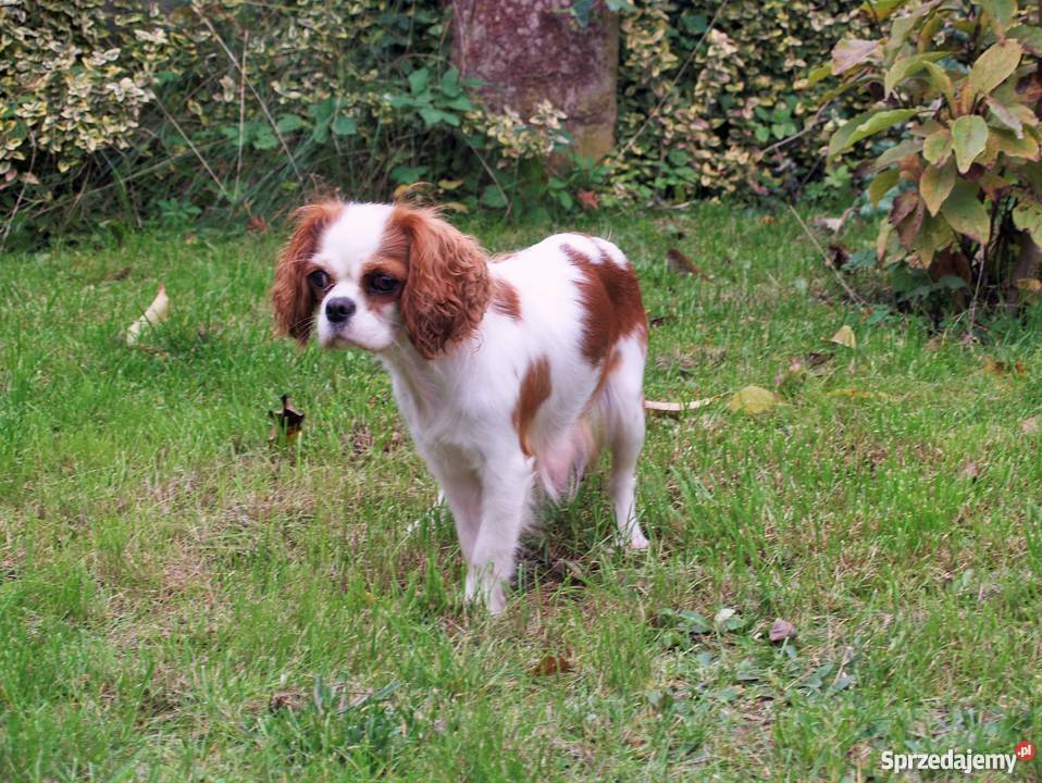 Cavalier King Charles Spaniel z rodowodem Kielce