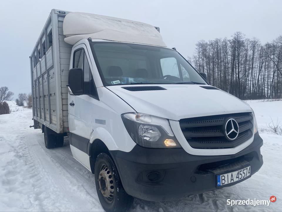 Mercedes sprinter do przewozu bydła z wagą Sawino