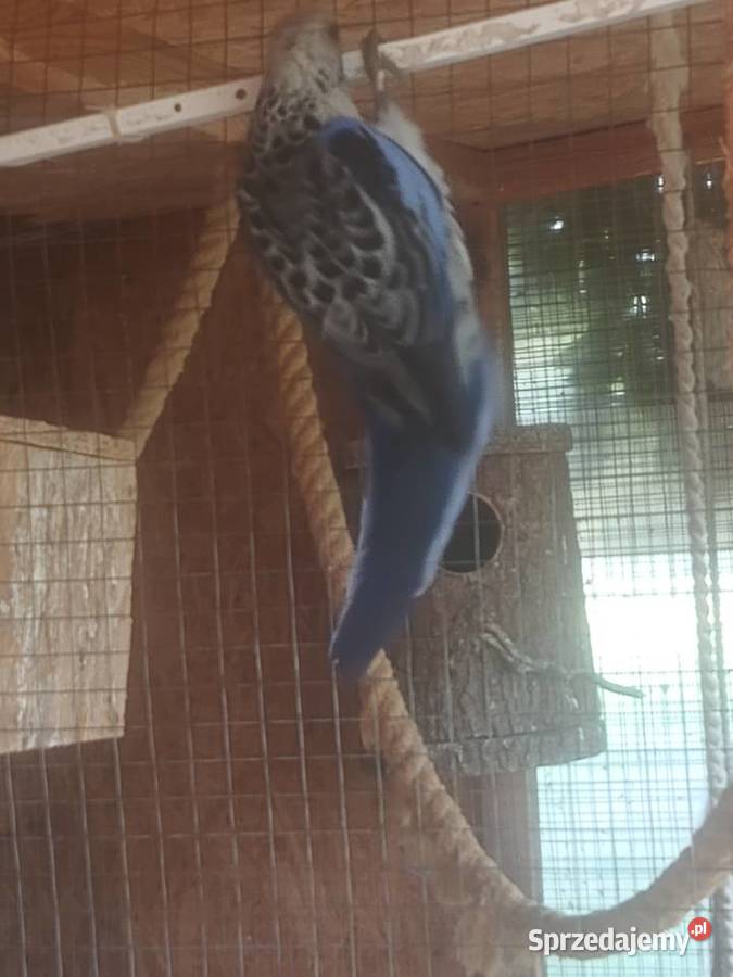 Rozelle królewskie niebieskie Pasturka