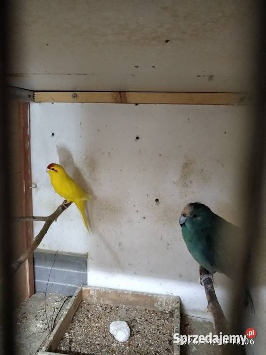 Modrolotki sprzedam papugi