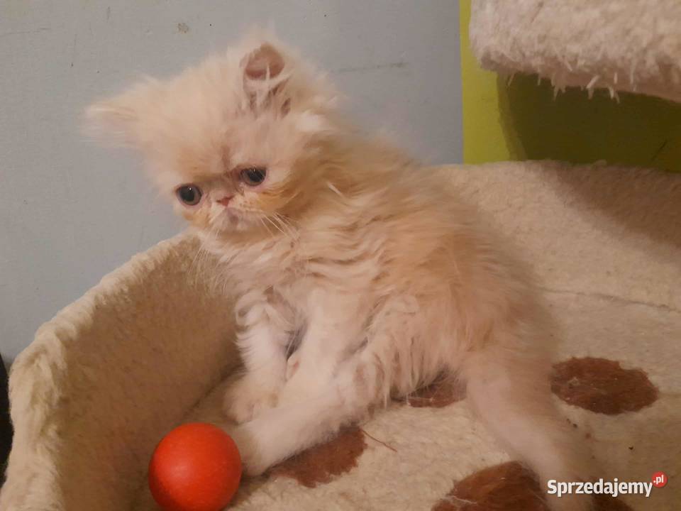 Kotka perska biszkoptowa Szyk