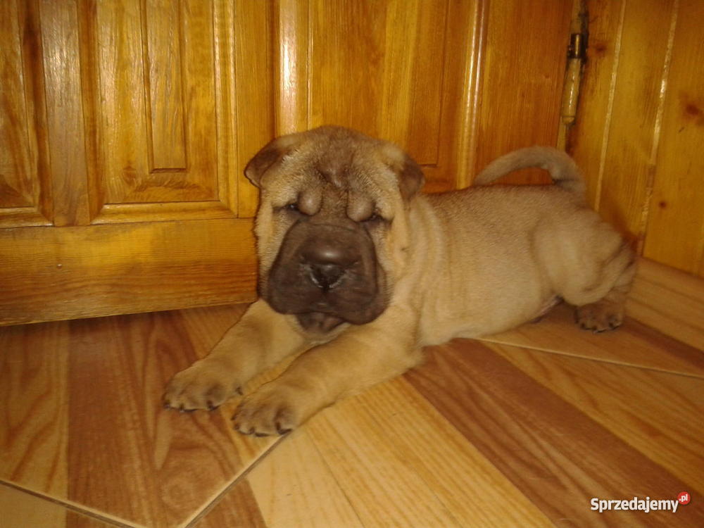 Szczenięta SHARPEI mazowieckie Gostynin