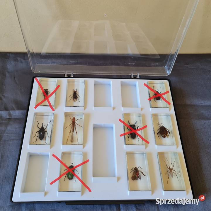 Owadypajęczakirobaki 7 okazów 1 mazowieckie Warszawa