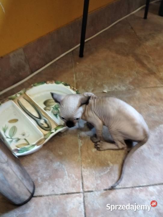 Sprzedam kotka sfinks kanadyjski Warszawa