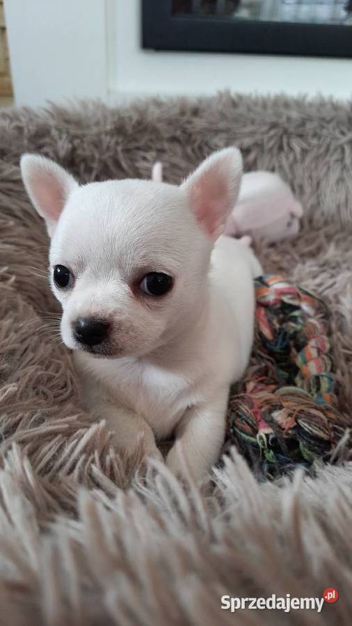 Chihuahua krótkowłosa suczka