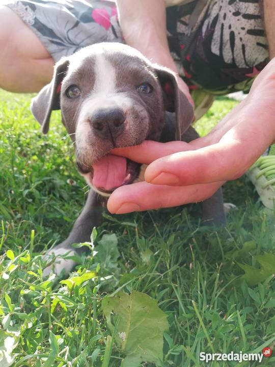 Oddam szczeniaki amstaff Sieprawki