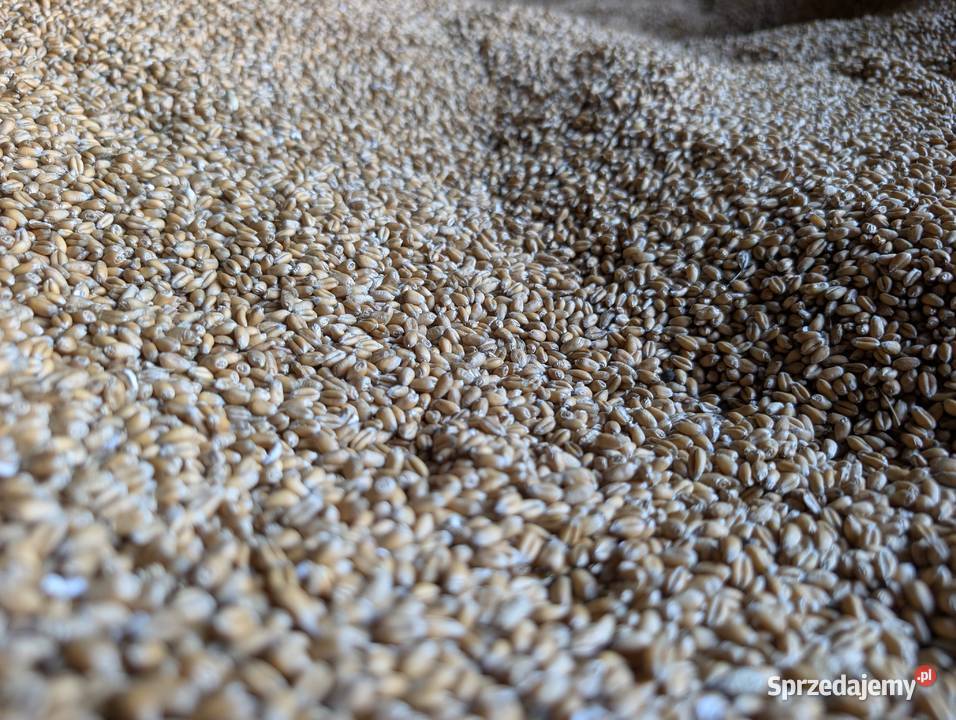 Pszenica ozima ekologiczna Sobienie-Jeziory