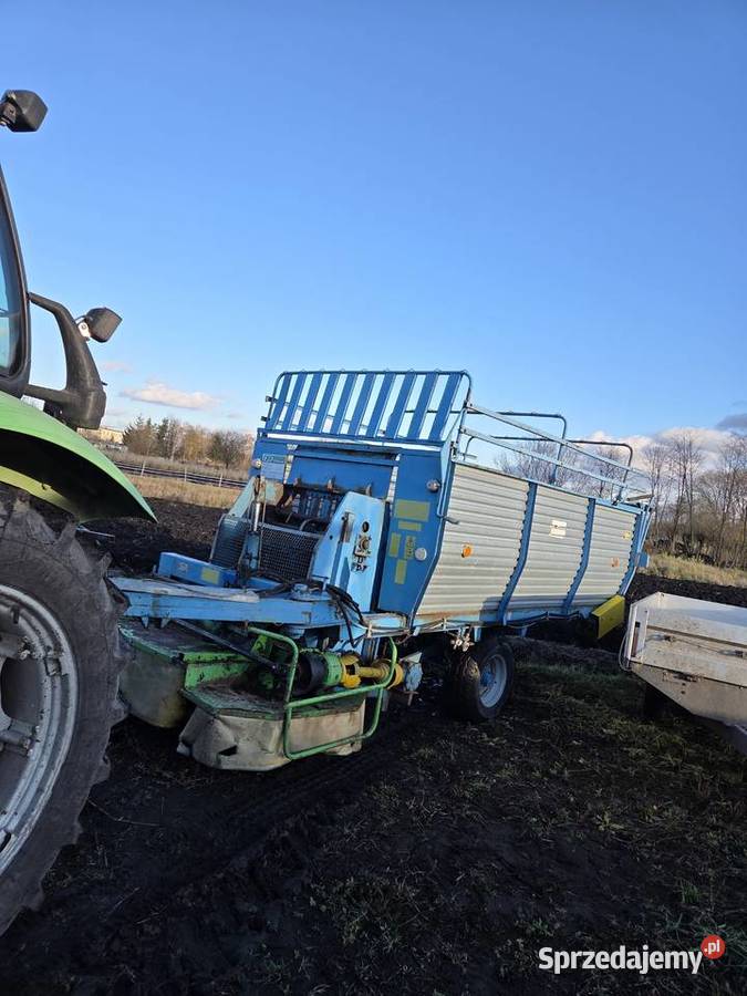 Scinacz zielonek Machnów Stary