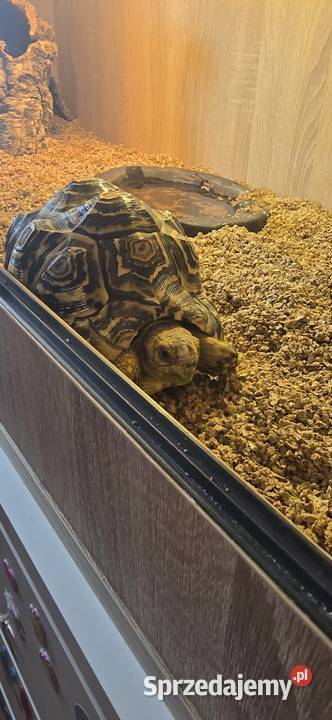 Żółw lamparci i terrarium Gady i płazy