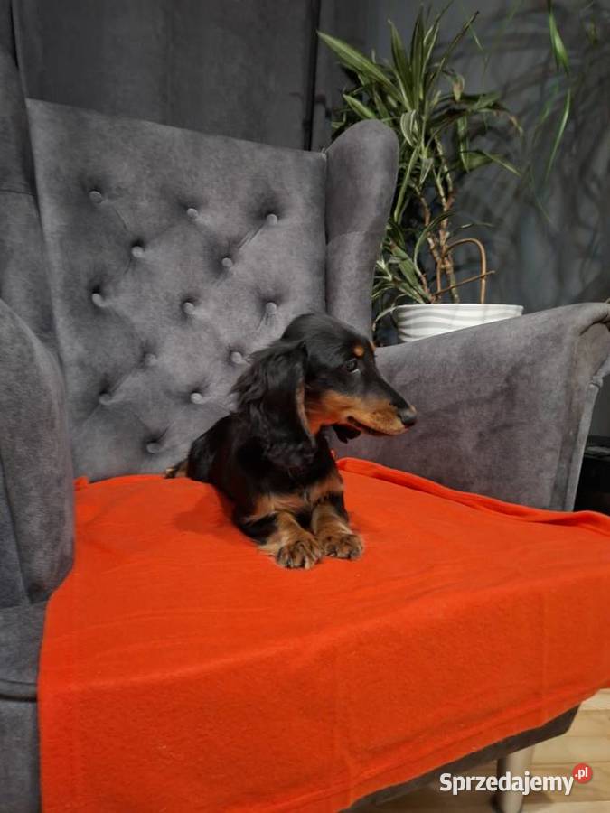 Jamnik długowłosy suczka Żyrardów