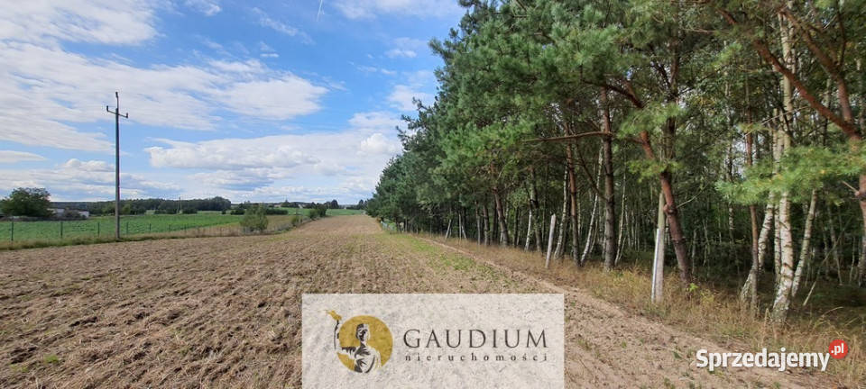 Koteże działka tuż lesie Sprzedaż