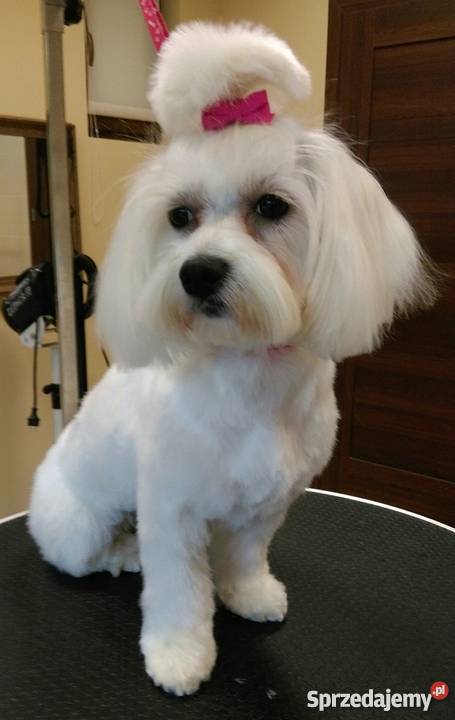 Fryzjer psa strzyżenie psów Salonik Pupilek