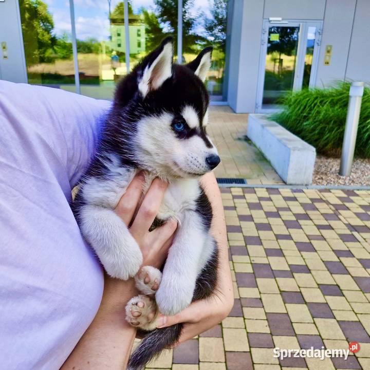 Siberian Husky FCI ZKwP piesek i szuczka Załęcze Wielkie
