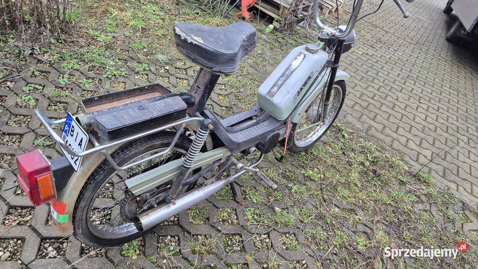 Jaea Babetta zarejestrowana Hryniewicze