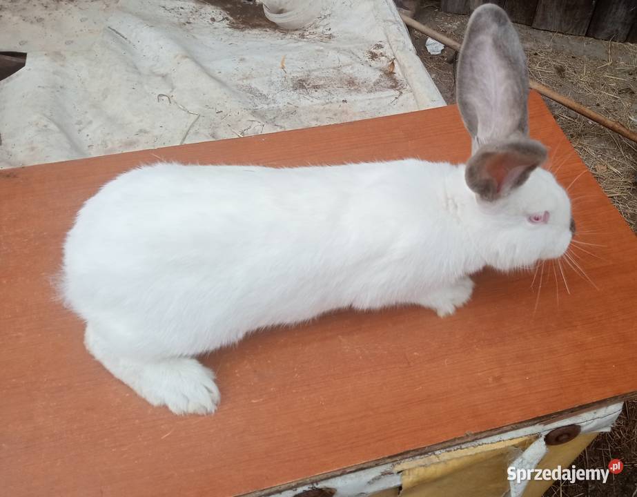 Krolik kalifornijski samiczka Tarnowskie Góry