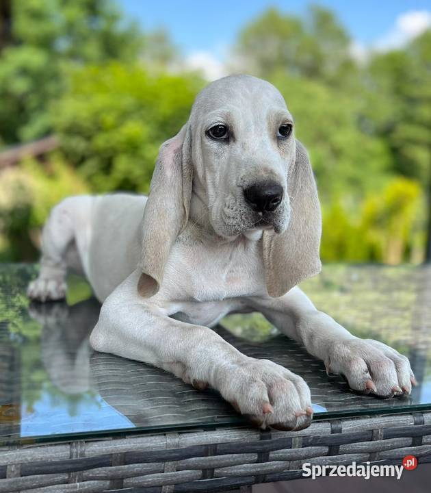 Gończe PORCELAINE FCI super szczeniak Drawno