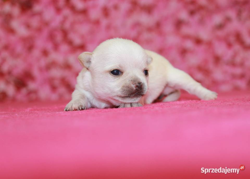 Chihuahua krótkowłosa dziewczynka ZKwP FCI Chihuahua