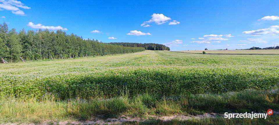 Gryka 2025 nasiona poplon Usnarz Górny sprzedam