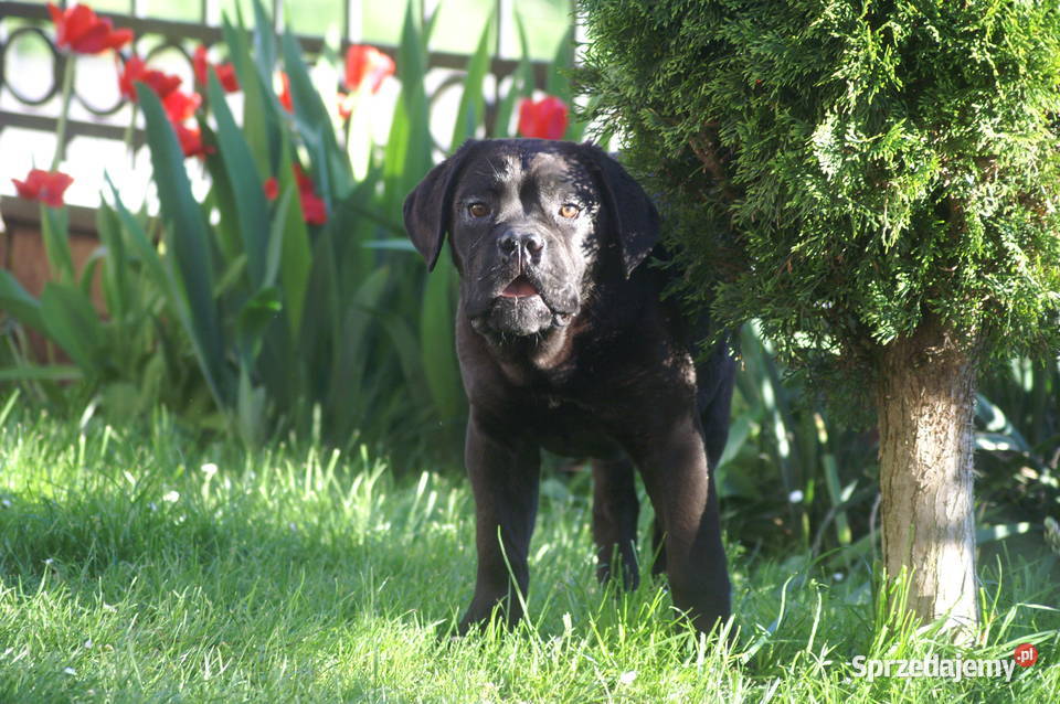 Cane Corso szczeniaki zagraniczne krycie ładna Kielce
