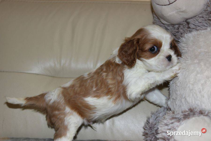 Cavalier King Charles Spaniel szczeniaczki ZKwP śląskie Aleksandria