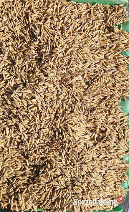 Owies certyfikat ekologiczny Przywidz