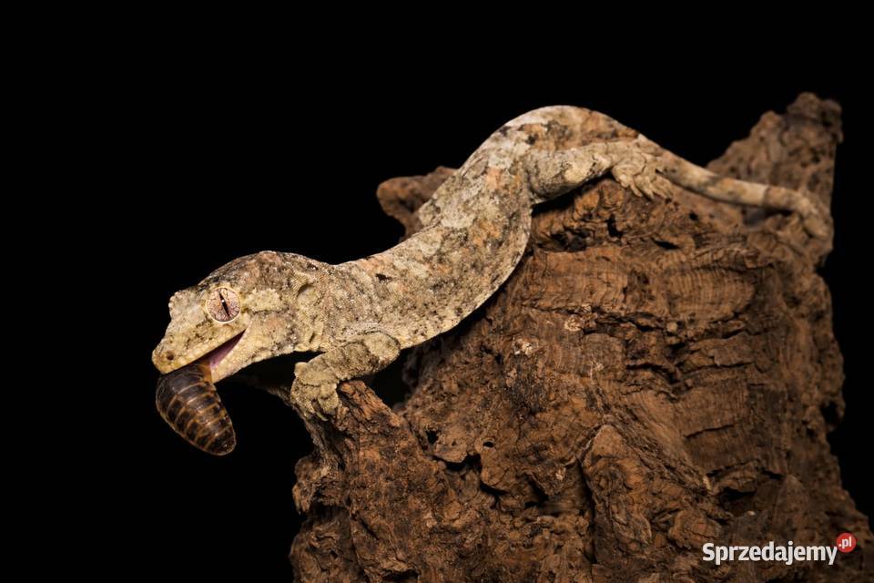 Mniarogekko chahoua mailand green Gekon Omszały Rybnik
