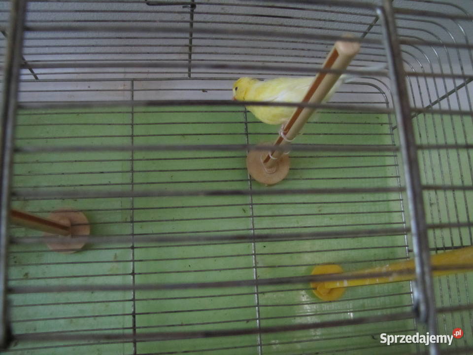 Kanarki na śpiewie