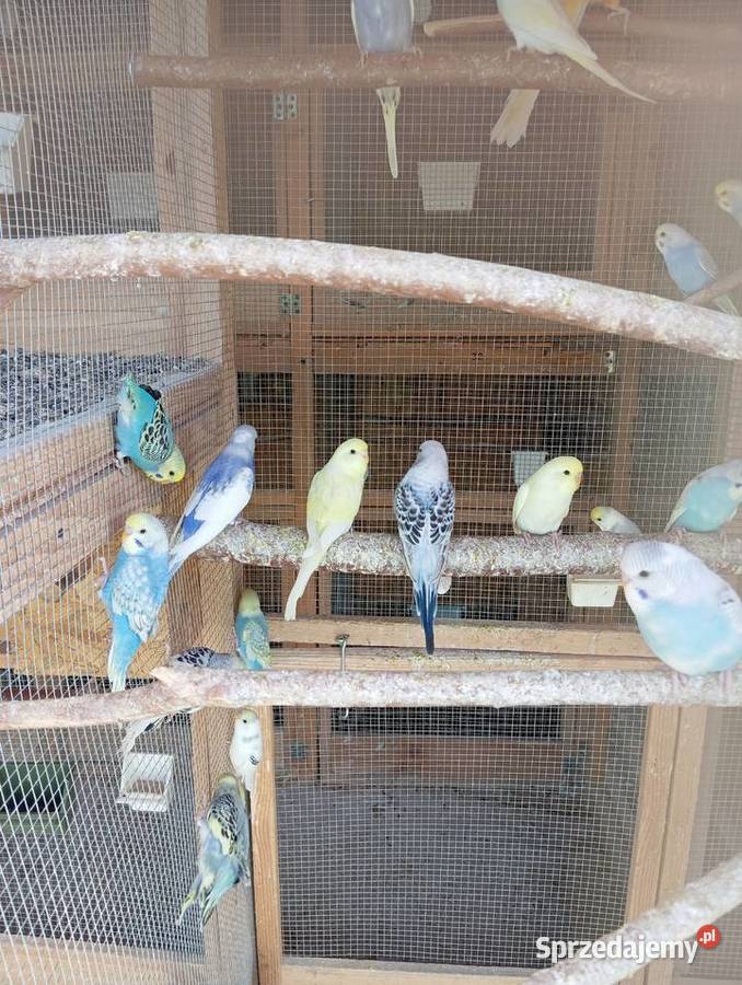 Papugi faliste papużki faliste piękne kolory Ptaki Zwierzęta Jasło sprzedam