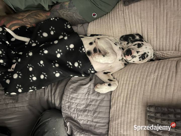 Dalmatyńczyk Dalmatyńczyki Szczeniak Już Gotowa mazowieckie