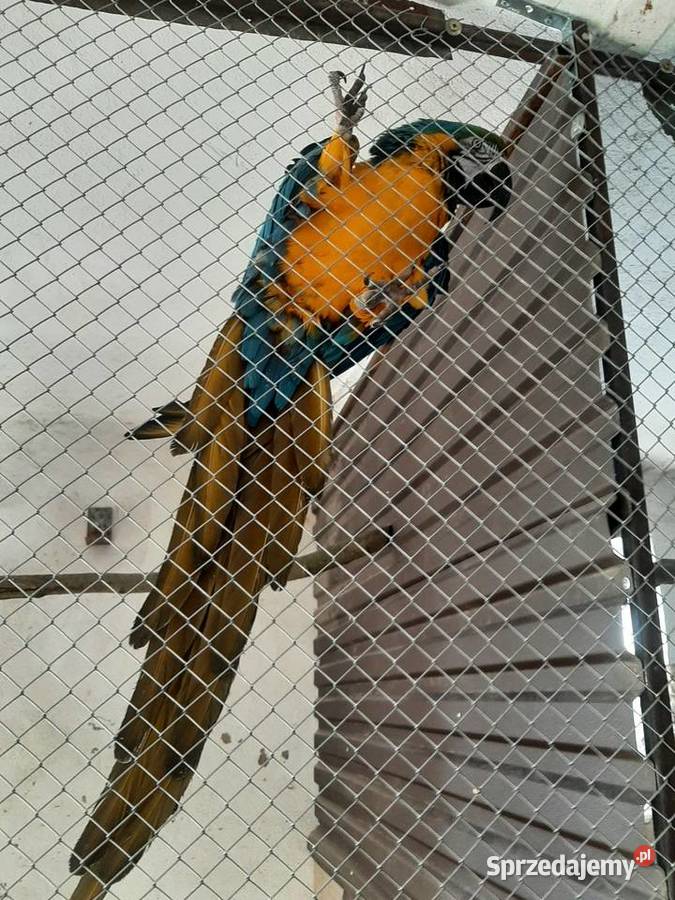 Ara ararauna samiec 22r Skała sprzedam