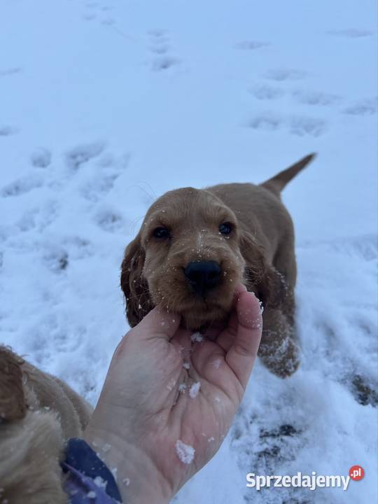 Cocker spaniel angielski