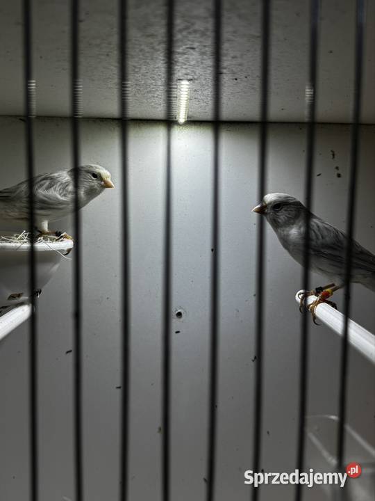 Kanarki Opal małopolskie Skała