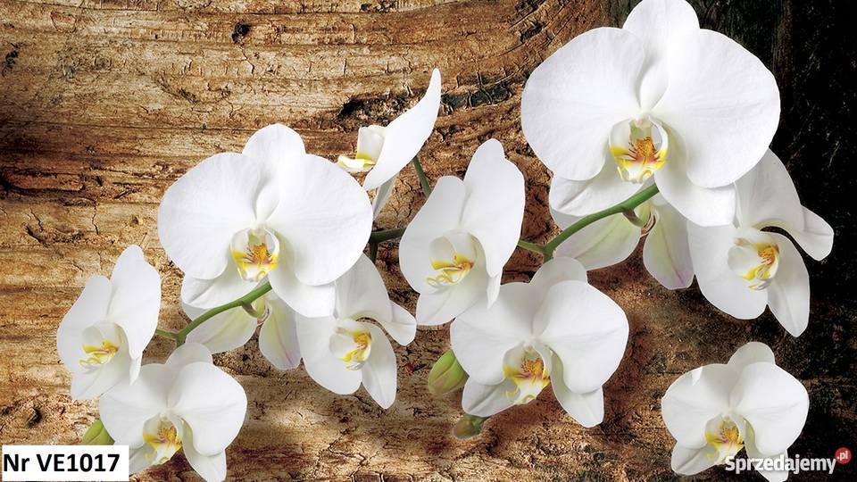 Tapeta fototapeta Storczyki 3D 3 wzory Leszno sprzedam