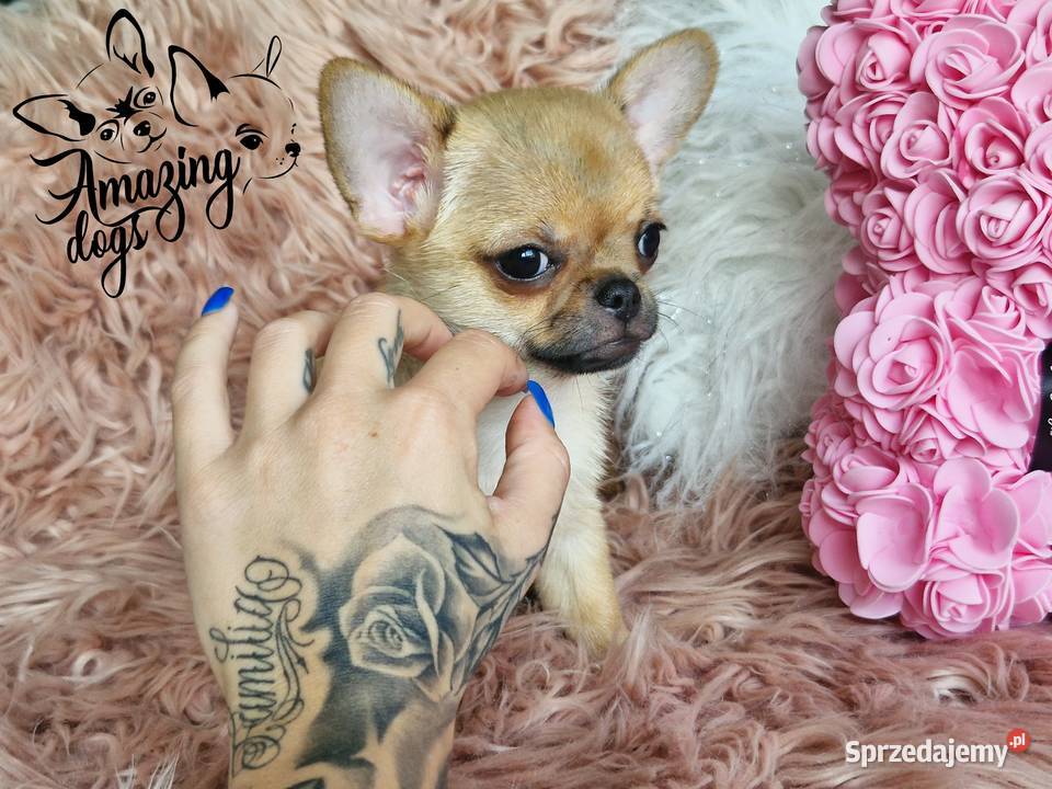 Śliczny chłopiec chihuahua Głogów
