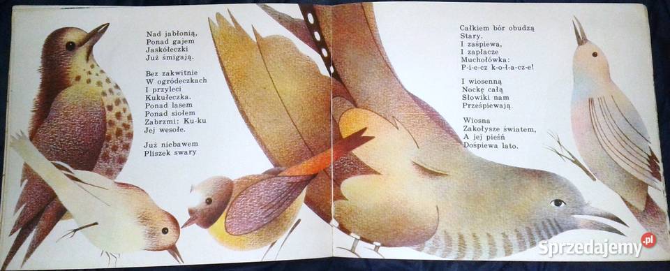 Lato Walancin Łuksza miękka Chełm